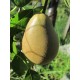 Päärynäpuu 'Flemish beauty' (Pyrus communis)